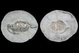 D Fossil Crab (Portunites) Washington - Washington State #92936-1